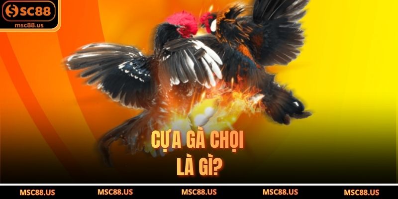 Cựa gà chọi là gì?